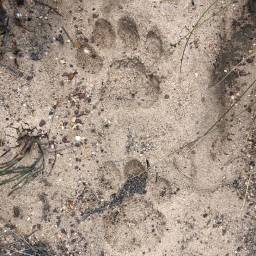 32_CB_fieldwork_-_leopard_spoor_original